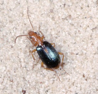 B.sclopeta