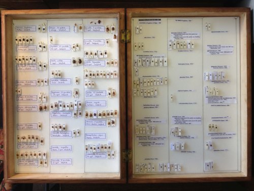 Ladybirds to the left, 'others' to the right.