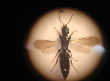 At 4 mm, Bethylus boops is not large; dainty, more like.