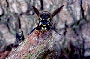 Handsome beast or villainous foe? You decide.