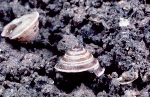 Helicella elegans, aptly named for its elegant conical form.