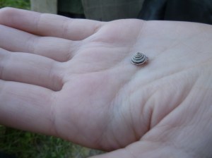 Still as dainty as ever, but now Trochoidea elegans.