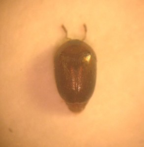 Sericoderus lateralis, female (they're all females).