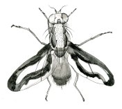 Toxoneura muliebris, pen and ink, by Verity Ure-Jones.