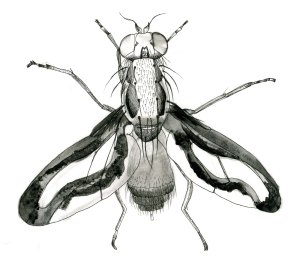 Toxoneura muliebris, pen and ink, by Verity Ure-Jones.