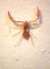 Tiny, but highly distinctive, pseudoscorpions are easily overlooked, unless you are looking closely ... very closely indeed.