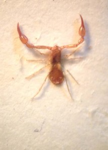 Tiny, but highly distinctive, pseudoscorpions are easily overlooked, unless you are looking closely ... very closely indeed.