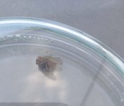 Dung fly, Scathophaga stercoraria, with muscid victim.