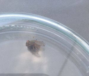 Dung fly, Scathophaga stercoraria, with muscid victim.