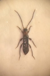 Nathrius brevipennis is too small to have an English name, but at 4 mm I'm thinking "short longhorn".