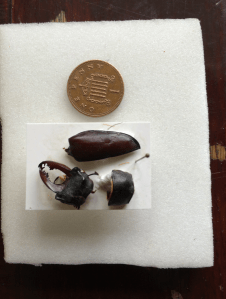 Screen Shot 2015-11-03 at 18.50.58