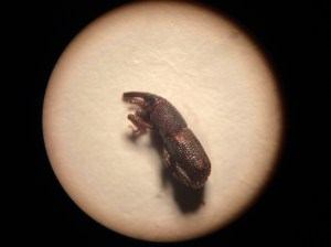 Ah, so not the grain weevil after all. But I was close.