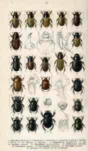 Aphodius Reitter 3 copy