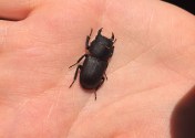 Here's one we found earlier — the lesser stag, Dorcus. Charming, chunky and chewing it's way through a log.