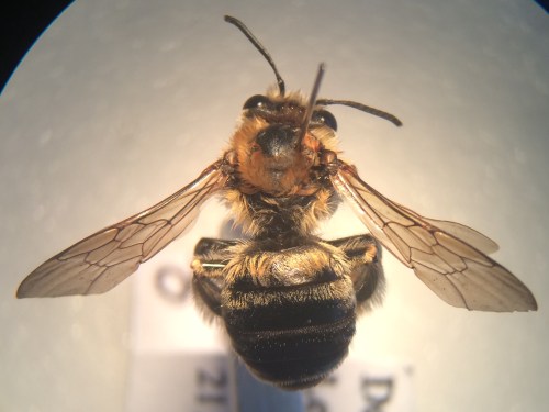 Female of Eucera longicornis. A more obviously long-horned male turned up further down the railway line, at Hither Green, in 2008. Good to know there are established colonies in this area.