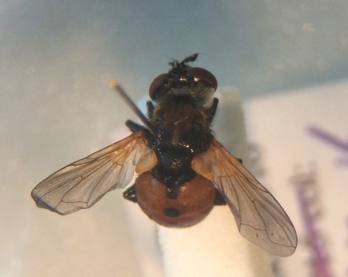 Gymnosoma rotundatum, nationally rare (red data book) shield-bug parasitoid. 