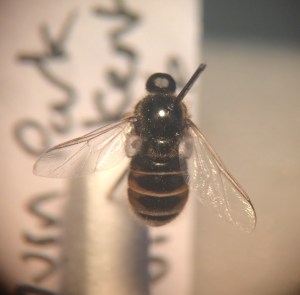 The microcephalic hunchback that is Ogcodes pallipes.