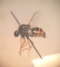 Look at the dark-edged squama on that thing.