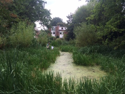 Someone with an insect net, and it's not me. Dacres Wood is, as its name suggests, mostly woodland, but there is a pond-cum-marshy area too.