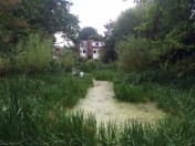 Someone with an insect net, and it's not me. Dacres Wood is, as its name suggests, mostly woodland, but there is a pond-cum-marshy area too.